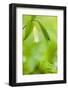 Sessile Bellwort in Forest, Durham, New Hampshire-Jerry & Marcy Monkman-Framed Photographic Print