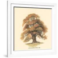 Sessile-Fruited Oak-Samuel Williams-Framed Art Print