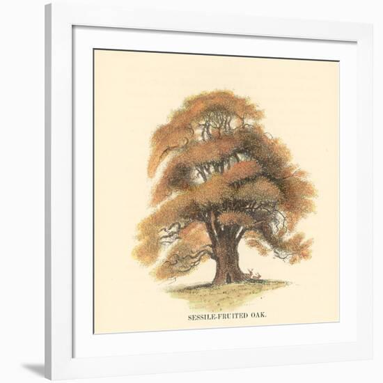 Sessile-Fruited Oak-Samuel Williams-Framed Art Print