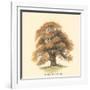 Sessile-Fruited Oak-Samuel Williams-Framed Art Print