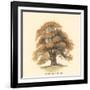 Sessile-Fruited Oak-Samuel Williams-Framed Art Print