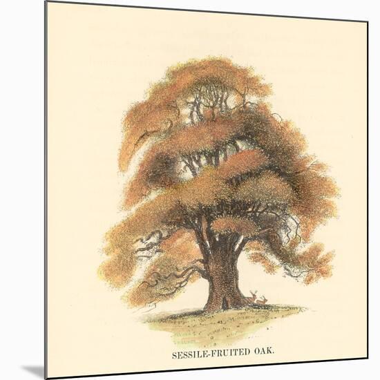 Sessile-Fruited Oak-Samuel Williams-Mounted Art Print