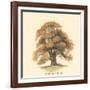 Sessile-Fruited Oak-Samuel Williams-Framed Art Print