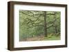 Sessile Oak Tree (Quercus Petraea) in Spring, Sunart Oakwoods, Ardnamurchan, Highland, Scotland, UK-Peter Cairns-Framed Photographic Print