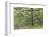 Sessile Oak Tree (Quercus Petraea) in Spring, Sunart Oakwoods, Ardnamurchan, Highland, Scotland, UK-Peter Cairns-Framed Photographic Print