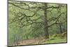 Sessile Oak Tree (Quercus Petraea) in Spring, Sunart Oakwoods, Ardnamurchan, Highland, Scotland, UK-Peter Cairns-Mounted Photographic Print