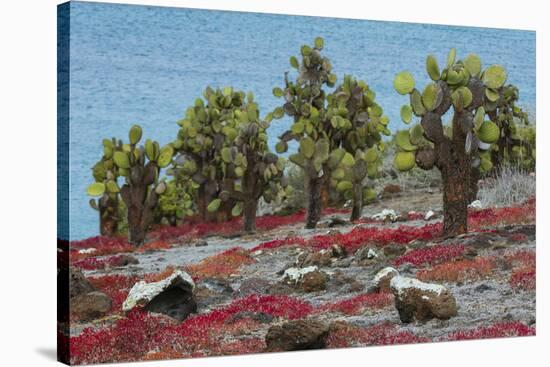 Sesuvium edmonstonei and cactus, South Plaza Island, Galapagos islands, Ecuador.-Sergio Pitamitz-Stretched Canvas