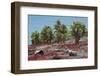 Sesuvium edmonstonei and cactus, South Plaza Island, Galapagos islands, Ecuador.-Sergio Pitamitz-Framed Photographic Print