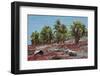 Sesuvium edmonstonei and cactus, South Plaza Island, Galapagos islands, Ecuador.-Sergio Pitamitz-Framed Photographic Print