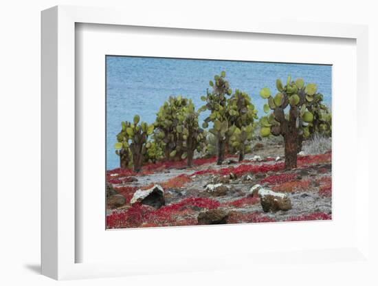 Sesuvium edmonstonei and cactus, South Plaza Island, Galapagos islands, Ecuador.-Sergio Pitamitz-Framed Photographic Print