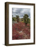 Sesuvium edmonstonei and cactus, South Plaza Island, Galapagos islands, Ecuador.-Sergio Pitamitz-Framed Photographic Print