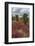 Sesuvium edmonstonei and cactus, South Plaza Island, Galapagos islands, Ecuador.-Sergio Pitamitz-Framed Photographic Print