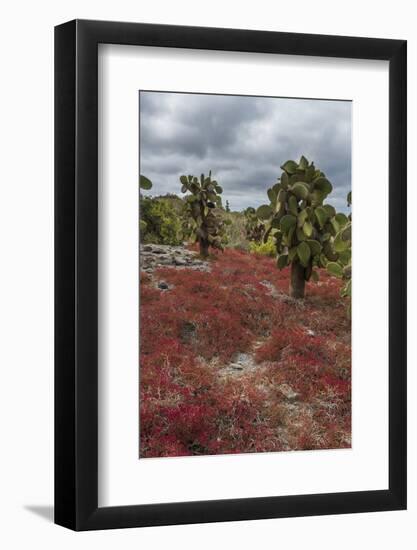 Sesuvium edmonstonei and cactus, South Plaza Island, Galapagos islands, Ecuador.-Sergio Pitamitz-Framed Photographic Print