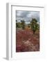 Sesuvium edmonstonei and cactus, South Plaza Island, Galapagos islands, Ecuador.-Sergio Pitamitz-Framed Photographic Print