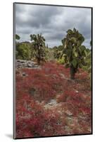 Sesuvium edmonstonei and cactus, South Plaza Island, Galapagos islands, Ecuador.-Sergio Pitamitz-Mounted Photographic Print