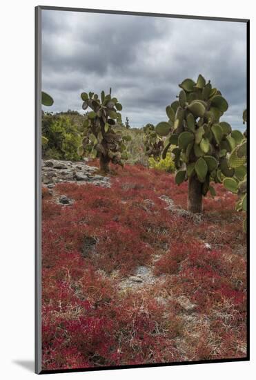 Sesuvium edmonstonei and cactus, South Plaza Island, Galapagos islands, Ecuador.-Sergio Pitamitz-Mounted Photographic Print