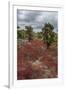 Sesuvium edmonstonei and cactus, South Plaza Island, Galapagos islands, Ecuador.-Sergio Pitamitz-Framed Premium Photographic Print