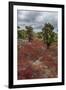 Sesuvium edmonstonei and cactus, South Plaza Island, Galapagos islands, Ecuador.-Sergio Pitamitz-Framed Premium Photographic Print