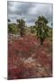 Sesuvium edmonstonei and cactus, South Plaza Island, Galapagos islands, Ecuador.-Sergio Pitamitz-Mounted Premium Photographic Print