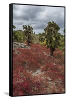 Sesuvium edmonstonei and cactus, South Plaza Island, Galapagos islands, Ecuador.-Sergio Pitamitz-Framed Stretched Canvas