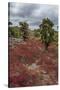 Sesuvium edmonstonei and cactus, South Plaza Island, Galapagos islands, Ecuador.-Sergio Pitamitz-Stretched Canvas