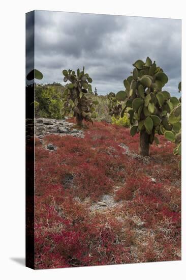 Sesuvium edmonstonei and cactus, South Plaza Island, Galapagos islands, Ecuador.-Sergio Pitamitz-Stretched Canvas
