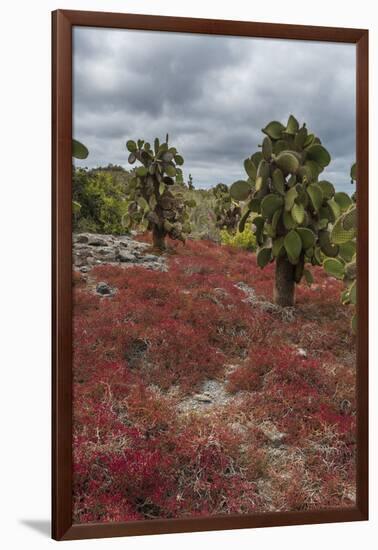 Sesuvium edmonstonei and cactus, South Plaza Island, Galapagos islands, Ecuador.-Sergio Pitamitz-Framed Photographic Print
