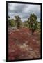 Sesuvium edmonstonei and cactus, South Plaza Island, Galapagos islands, Ecuador.-Sergio Pitamitz-Framed Photographic Print