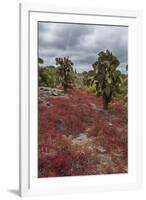 Sesuvium edmonstonei and cactus, South Plaza Island, Galapagos islands, Ecuador.-Sergio Pitamitz-Framed Photographic Print