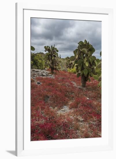 Sesuvium edmonstonei and cactus, South Plaza Island, Galapagos islands, Ecuador.-Sergio Pitamitz-Framed Photographic Print