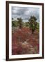 Sesuvium edmonstonei and cactus, South Plaza Island, Galapagos islands, Ecuador.-Sergio Pitamitz-Framed Photographic Print