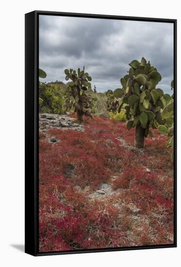 Sesuvium edmonstonei and cactus, South Plaza Island, Galapagos islands, Ecuador.-Sergio Pitamitz-Framed Stretched Canvas