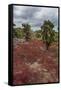 Sesuvium edmonstonei and cactus, South Plaza Island, Galapagos islands, Ecuador.-Sergio Pitamitz-Framed Stretched Canvas