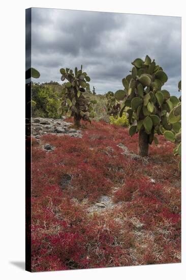 Sesuvium edmonstonei and cactus, South Plaza Island, Galapagos islands, Ecuador.-Sergio Pitamitz-Stretched Canvas