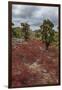 Sesuvium edmonstonei and cactus, South Plaza Island, Galapagos islands, Ecuador.-Sergio Pitamitz-Framed Premium Photographic Print