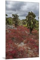 Sesuvium edmonstonei and cactus, South Plaza Island, Galapagos islands, Ecuador.-Sergio Pitamitz-Mounted Premium Photographic Print