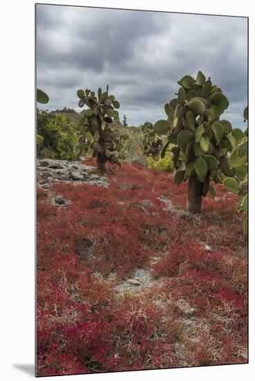 Sesuvium edmonstonei and cactus, South Plaza Island, Galapagos islands, Ecuador.-Sergio Pitamitz-Mounted Premium Photographic Print