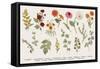 Set. Autumn flowers and twigs.-Olga Korneeva-Framed Stretched Canvas