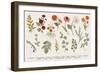 Set. Autumn flowers and twigs.-Olga Korneeva-Framed Art Print