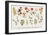 Set. Autumn flowers and twigs.-Olga Korneeva-Framed Art Print