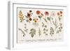 Set. Autumn flowers and twigs.-Olga Korneeva-Framed Art Print