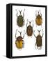 Set of 5 African Flower Beetles Megalorhina-Darrell Gulin-Framed Stretched Canvas