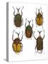 Set of 5 African Flower Beetles Megalorhina-Darrell Gulin-Stretched Canvas