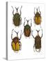 Set of 5 African Flower Beetles Megalorhina-Darrell Gulin-Stretched Canvas