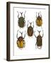 Set of 5 African Flower Beetles Megalorhina-Darrell Gulin-Framed Photographic Print