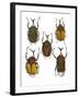 Set of 5 African Flower Beetles Megalorhina-Darrell Gulin-Framed Photographic Print