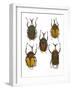 Set of 5 African Flower Beetles Megalorhina-Darrell Gulin-Framed Photographic Print