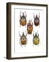 Set of 5 Flower Beetles Eudicella-Darrell Gulin-Framed Photographic Print