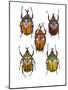 Set of 5 Flower Beetles Eudicella-Darrell Gulin-Mounted Photographic Print