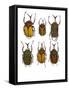 Set of 6 African Flower Beetles Megalorhina-Darrell Gulin-Framed Stretched Canvas